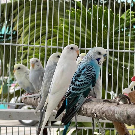 B-5 Aprt. Tipo Villa Sonidos De Las Aves. Jarabacoa Eksteriør billede