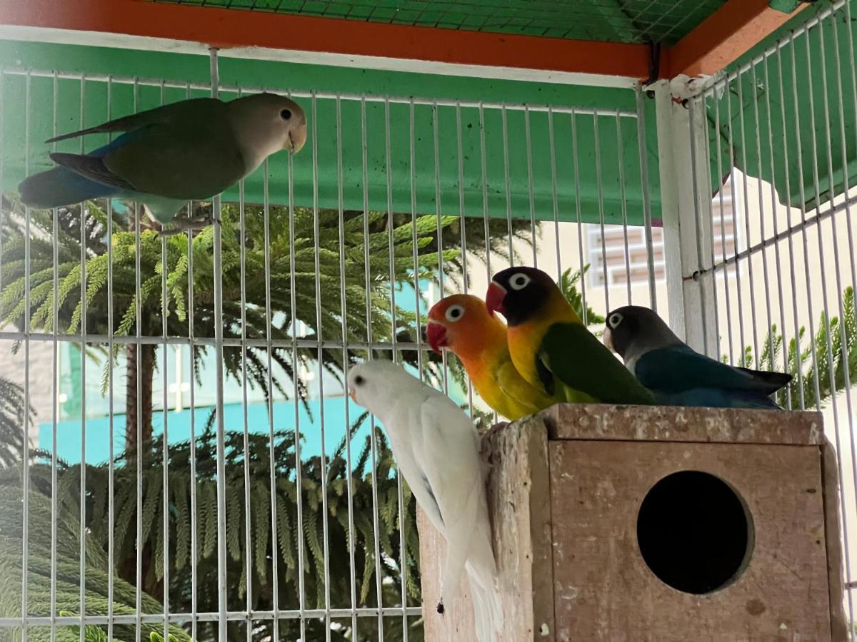 B-5 Aprt. Tipo Villa Sonidos De Las Aves. Jarabacoa Eksteriør billede
